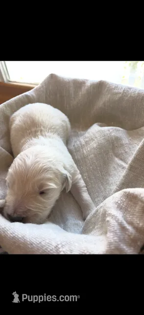 AKC Golden Retriever 8