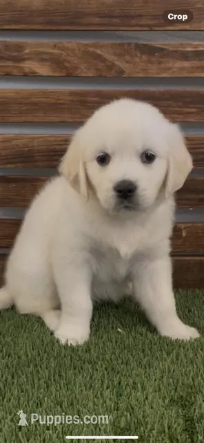 AKC Golden Retriever puppy female pink collar, a female Golden Retriever for sale in Merced, CA – Photo 1 of 6