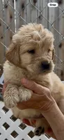 AKC Golden Retriever puppy, a female Golden Retriever for sale in Merced, CA – Photo 1 of 6