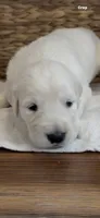 AKC English cream golden retriever puppy female, a female Golden Retriever and English Cream Golden Retriever for sale in Modesto, CA – 1 of 6