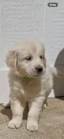 Golden retriever English cream puppy female , a female Golden Retriever and English Cream Golden Retriever for sale in Modesto, CA – 2 of 10