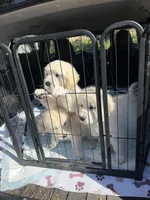 Golden retriever puppy male, a male Golden Retriever for sale in Modesto, CA – 5 of 10