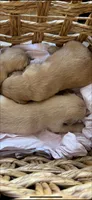 Golden retriever puppy female, a female Golden Retriever for sale in Modesto, CA – 5 of 10