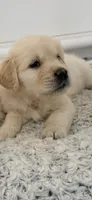 AKC  golden retriever puppy light golden female, a female Golden Retriever and English Cream Golden Retriever for sale in Modesto, CA – 2 of 4