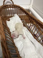 Golden retriever English cream puppy female , a female Golden Retriever and English Cream Golden Retriever for sale in Modesto, CA – 1 of 10