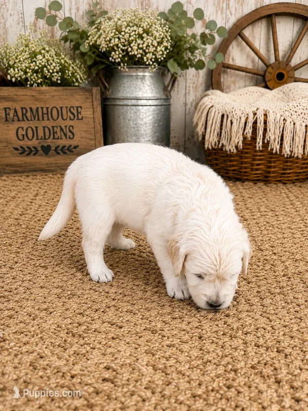 AKC golden retriever puppy  – Golden Retriever, English Cream Golden Retriever puppy for sale in Modesto, CA