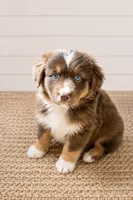 Australian shepherd red tri male, a male Australian Shepherd for sale in Modesto, CA – 2 of 4