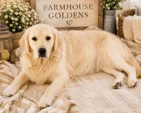 AKC English Cream golden retriever puppy male, a male Golden Retriever and English Cream Golden Retriever for sale in Modesto, CA – 4 of 4