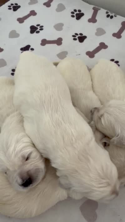 AKC English cream golden retriever puppy , a female Golden Retriever and English Cream Golden Retriever for sale in Modesto, CA – 2 of 3