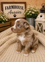 AKC Australian shepherd red Merle , a female Australian Shepherd for sale in Modesto, CA – 2 of 6