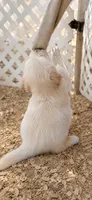 AKC Golden retriever puppy , a male Golden Retriever for sale in Modesto, CA – 5 of 9