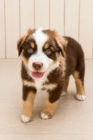 AKC Australian shepherd red tri , a male Australian Shepherd for sale in Modesto, CA – 1 of 4