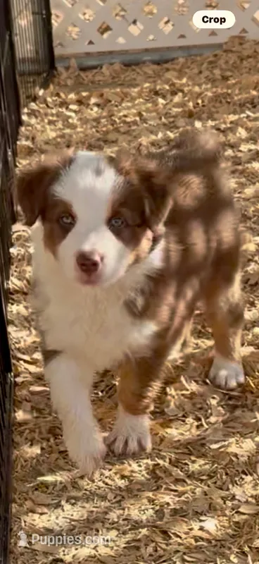 Australian shepherd red tri female  – Australian Shepherd puppy for sale in Modesto, CA