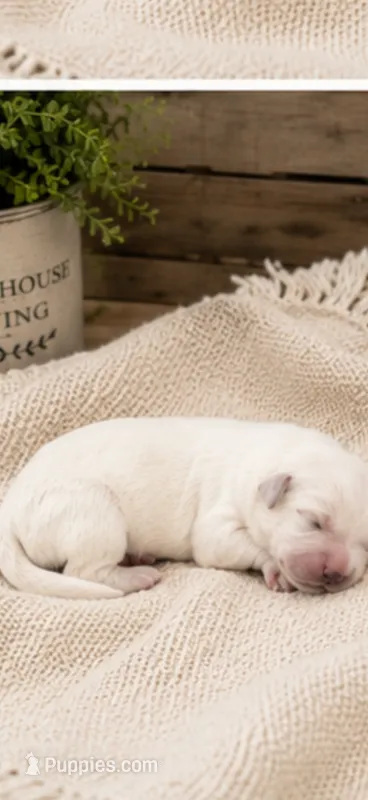 Golden retriever light golden puppy  – Golden Retriever puppy for sale in Modesto, CA