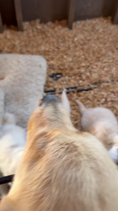 AKC English cream  golden retriever puppy, a female Golden Retriever and English Cream Golden Retriever for sale in Modesto, CA – 2 of 7