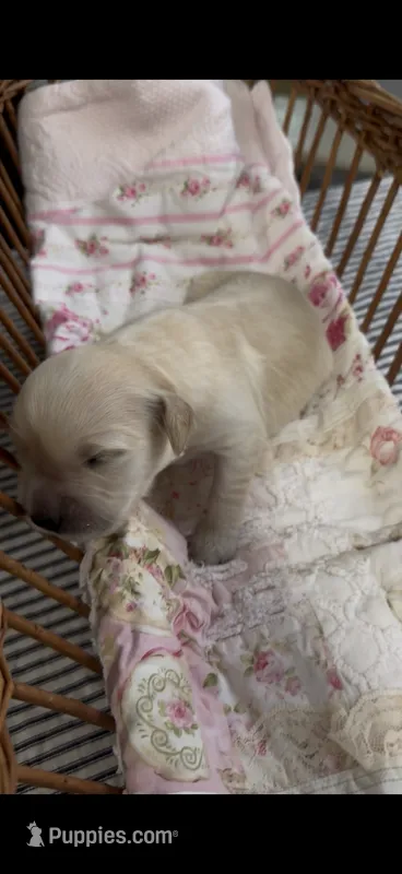 AKC golden retriever puppy English  Cream female – Golden Retriever, English Cream Golden Retriever puppy for sale in Modesto, CA