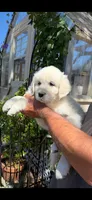 AKC English Cream golden retriever puppy, a  Golden Retriever and English Cream Golden Retriever for sale in Modesto, CA – 3 of 8