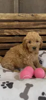 Goldendoodle golden retriever F1, a female Goldendoodle and Golden Retriever for sale in Manteca, CA – Photo 4 of 4