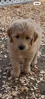 Goldendoodle puppy.    golden retriever , a female Goldendoodle and Golden Retriever for sale in Merced, CA – Photo 1 of 3