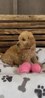 Goldendoodle golden retriever F1, a female Goldendoodle and Golden Retriever for sale in Manteca, CA – Photo 3 of 4