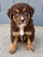 Australian shepherd red tri female, a female Australian Shepherd for sale in Modesto, CA – 2 of 6