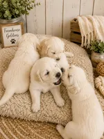 Golden Retriever light honey  golden female  puppy, a female Golden Retriever for sale in Modesto, CA – 6 of 9