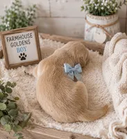 Golden Retriever light golden puppy, a female Golden Retriever for sale in Modesto, CA – 3 of 9