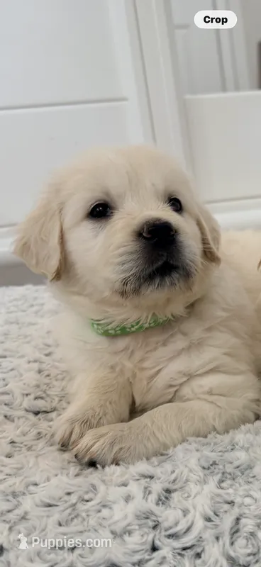 AKC golden retriever puppy  – Golden Retriever, English Cream Golden Retriever puppy for sale in Modesto, CA