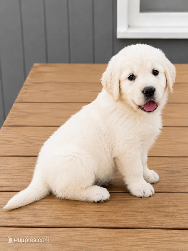 Golden Retriever English cream light golden female – Golden Retriever, English Cream Golden Retriever puppy for sale in Modesto, CA