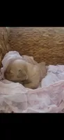 Golden retriever puppy female, a female Golden Retriever for sale in Modesto, CA – 6 of 10