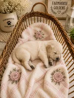 Golden Retriever light golden female  puppy, a female Golden Retriever for sale in Modesto, CA – 6 of 10