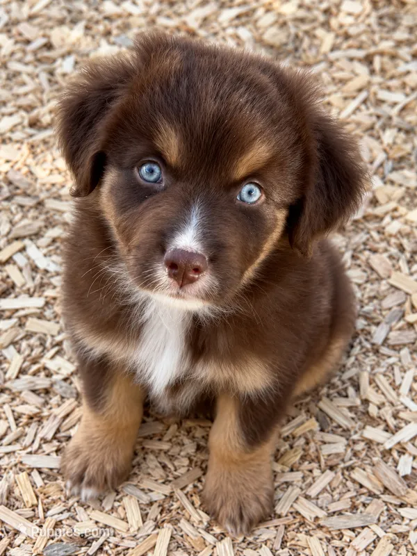 Australian shepherd red tri female – Australian Shepherd puppy on hold in Modesto, CA