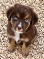 Australian shepherd red tri female, a female Australian Shepherd for sale in Modesto, CA – 1 of 6