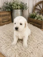 AKC golden retriever puppy male, a male Golden Retriever and English Cream Golden Retriever for sale in Modesto, CA – 6 of 10