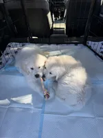 AKC Golden Retriever English Cream female, a female Golden Retriever and English Cream Golden Retriever for sale in Modesto, CA – 4 of 9