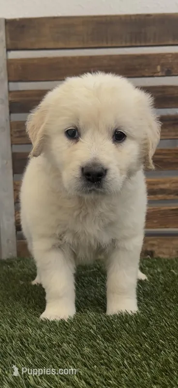 AKC golden retriever red collar