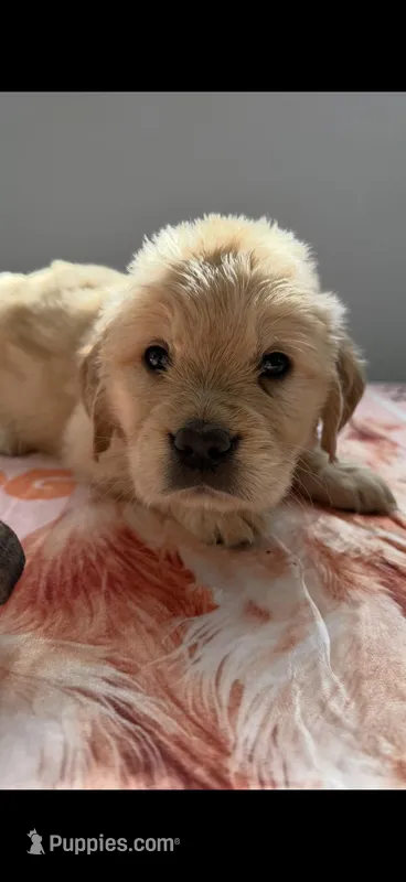 Light golden yellow collar, a female Golden Retriever for sale in Modesto, CA – Photo 1 of 1