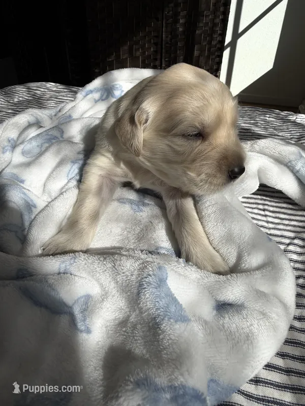 Golden retriever puppy light honey golden  male – Golden Retriever, English Cream Golden Retriever puppy for sale in Modesto, CA