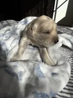 Golden retriever puppy light honey golden  male, a male Golden Retriever and English Cream Golden Retriever for sale in Modesto, CA – 1 of 10