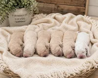 AKC honey golden retriever puppy , a female Golden Retriever for sale in Modesto, CA – 7 of 7
