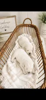 English Cream golden retriever puppy male, a male Golden Retriever and English Cream Golden Retriever for sale in Modesto, CA – 6 of 10