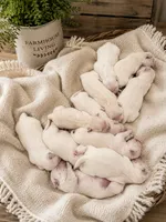 Golden Retriever cream light golden female, a female Golden Retriever and English Cream Golden Retriever for sale in Modesto, CA – 6 of 8