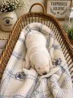 English Cream golden retriever puppy make, a male Golden Retriever and English Cream Golden Retriever for sale in Modesto, CA – 9 of 9