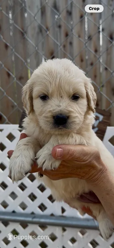 AKC Golden Retriever female  