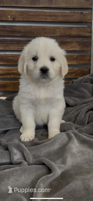 AKC Golden Retriever female  gold collar, a female Golden Retriever for sale in Merced, CA – Photo 1 of 5