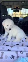 AKC Golden Retriever English cream male, a male Golden Retriever and English Cream Golden Retriever for sale in Modesto, CA – Photo 5 of 5