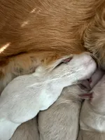 processed/c8a3f7f8-d701-4e71-9f40-843eb5ab00ae/listing/9edb9886-69b1-4ced-b697-28117e4b5272/83e3f6c3-c413-4bdd-b1b8-0dbd3bbc38bd