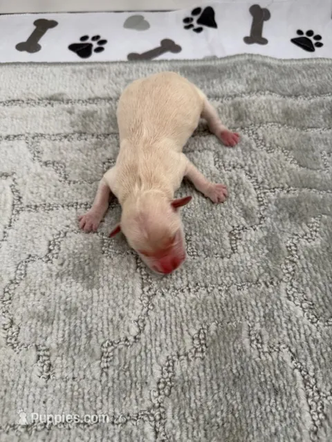 AKC Golden Retriever puppy 7