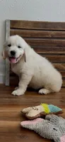 AKC Golden Retriever English cream male, a male Golden Retriever and English Cream Golden Retriever for sale in Modesto, CA – Photo 1 of 5