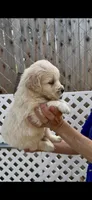AKC Golden Retriever female  , a female Golden Retriever and English Cream Golden Retriever for sale in Merced, CA – Photo 2 of 4